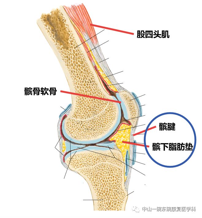 髌腱止点图片