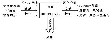 一文讀懂三大營養物質糖類脂類蛋白質的代謝