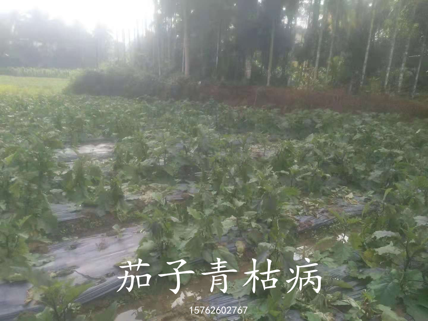 茄子青枯病发病症状及其防治方法