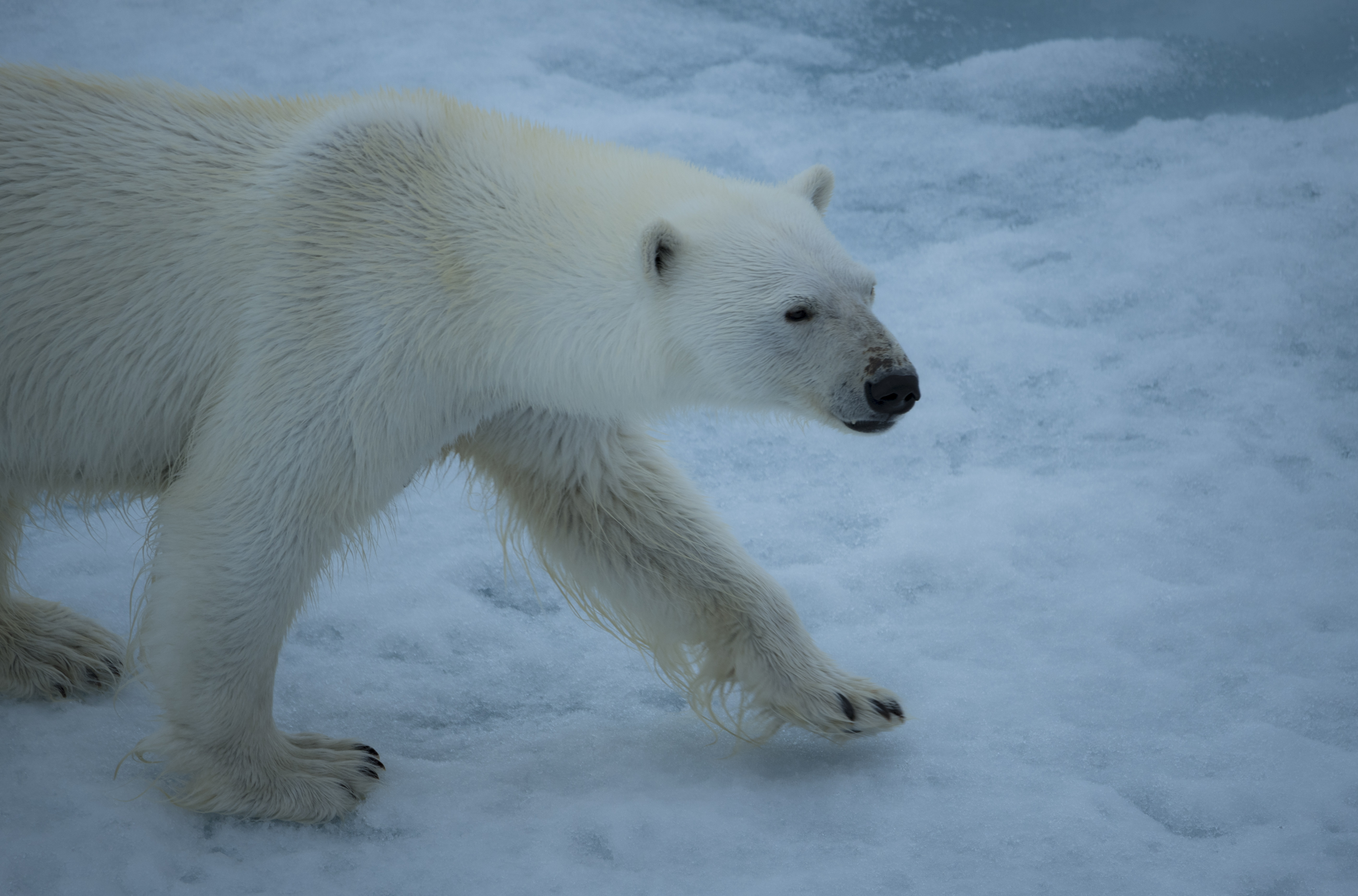 原创去北极看北极熊真实的情况不忍直视