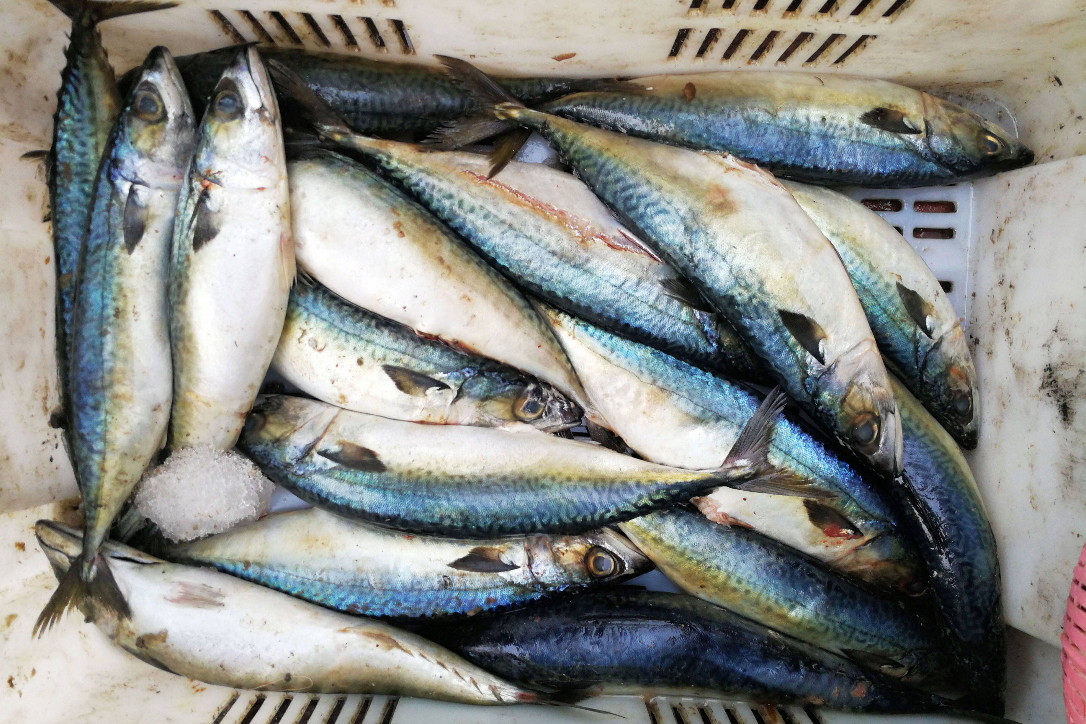天冷菜市场只有卖剩的海鲜 鼓眼鱼成最好 25元一斤