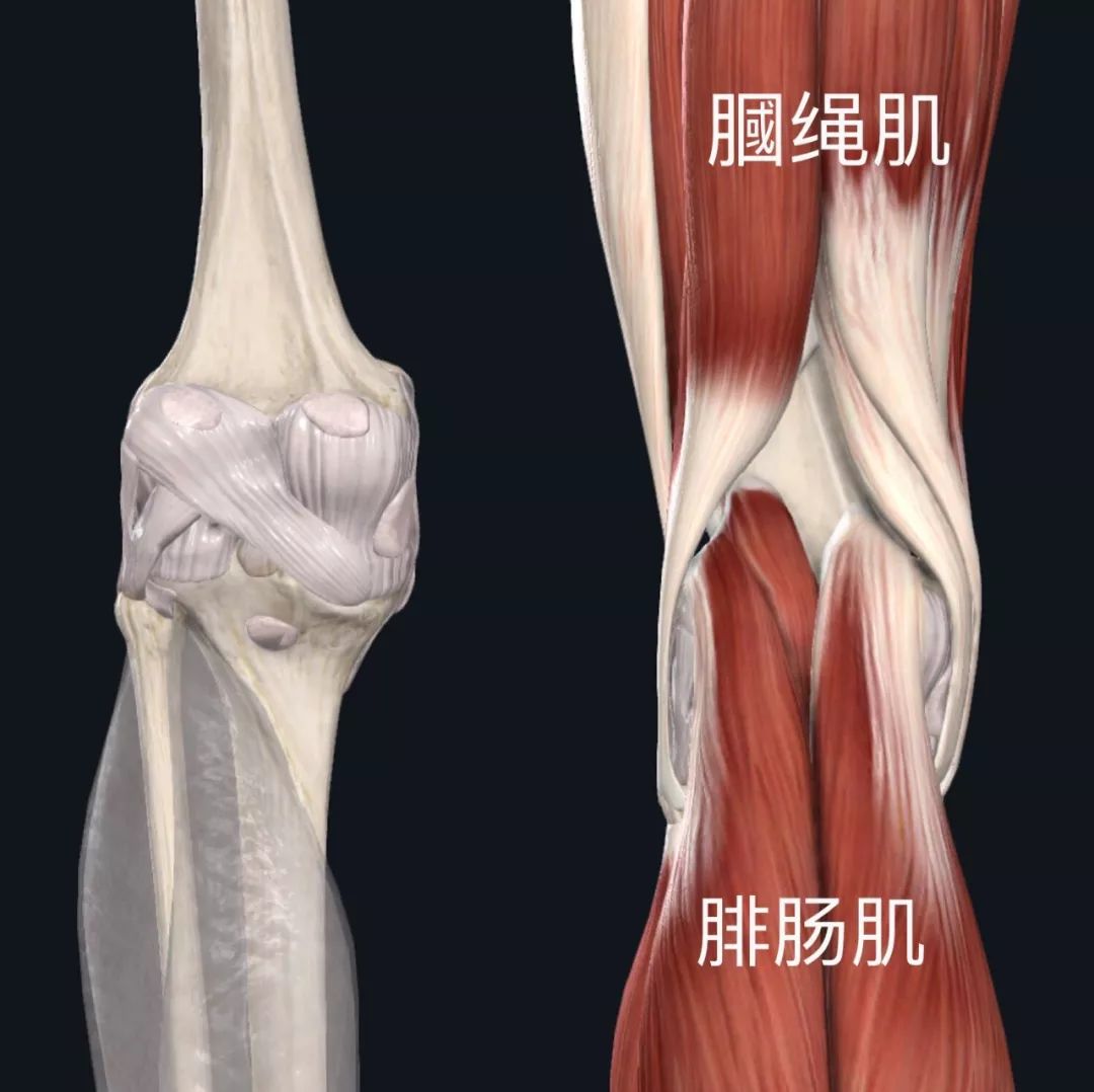 膝盖附近的肌肉图片