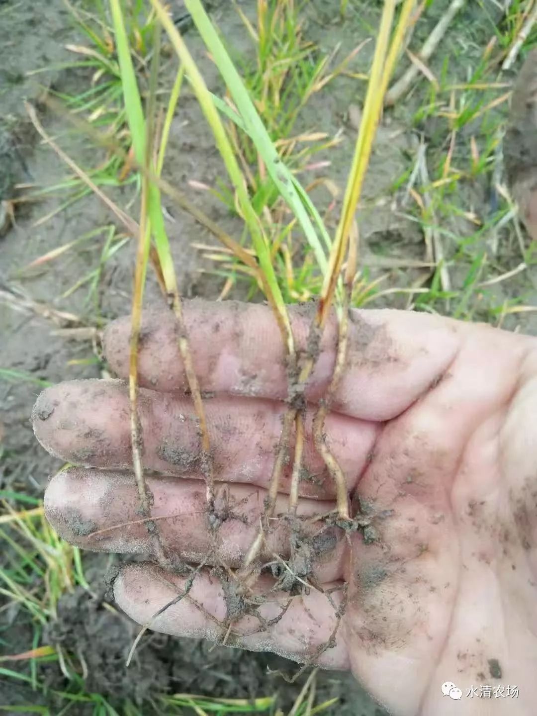 近期雨水較多,雨水過後田土沉實,麥苗分櫱節與地面的距離縮短,有利於