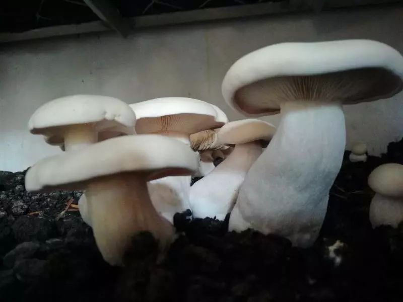 蘑菇基地生产的草原白蘑样品