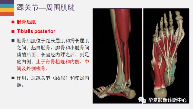 最近大家都在學習踝關節,如此詳細的解剖,再也不擔心看不懂了(一)