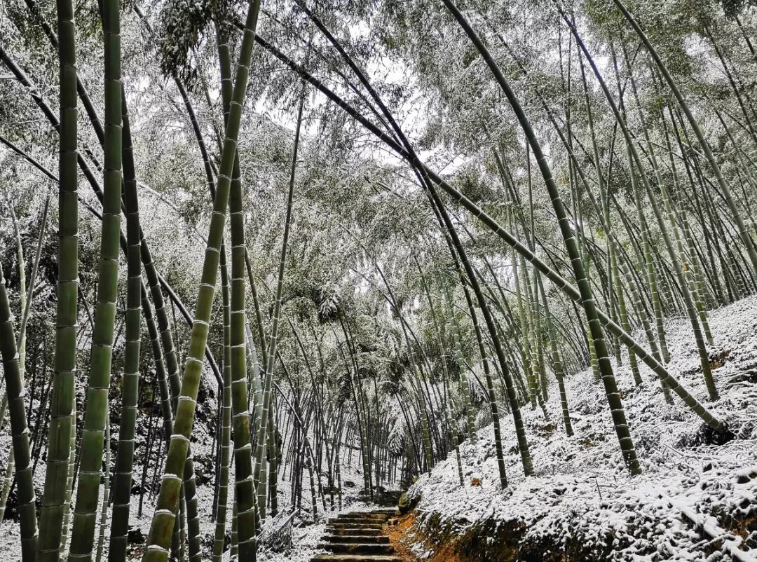 茶山竹海下雪了没图片