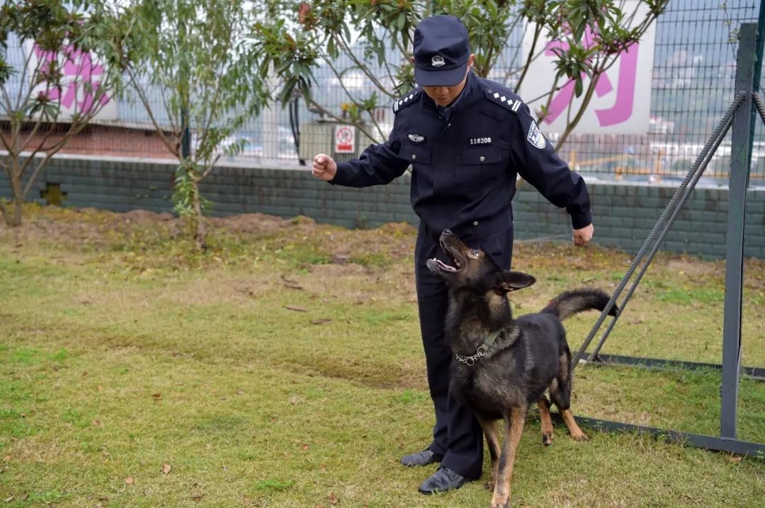 警犬电影黑狼图片