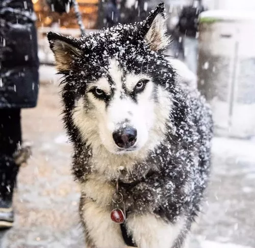 的網友也曬出了自己家狗狗 玩雪時候的開心樣子 北方的哈士奇大哥表示