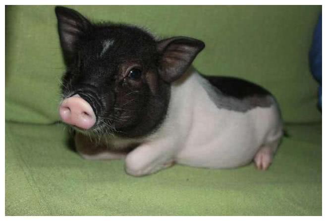 小型猪品种大全及图片图片