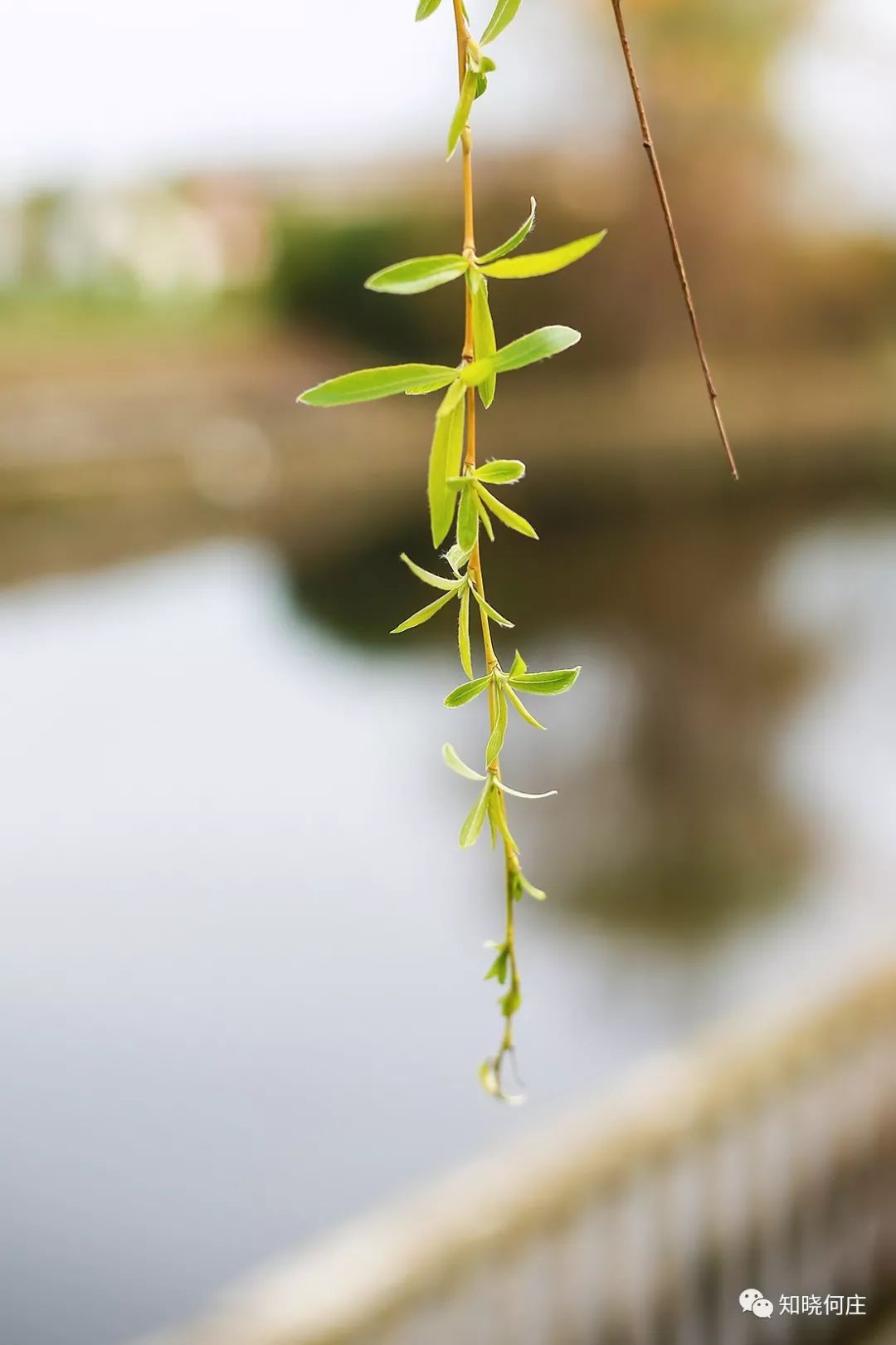 報1c何莊的菜花開了柳樹發芽了