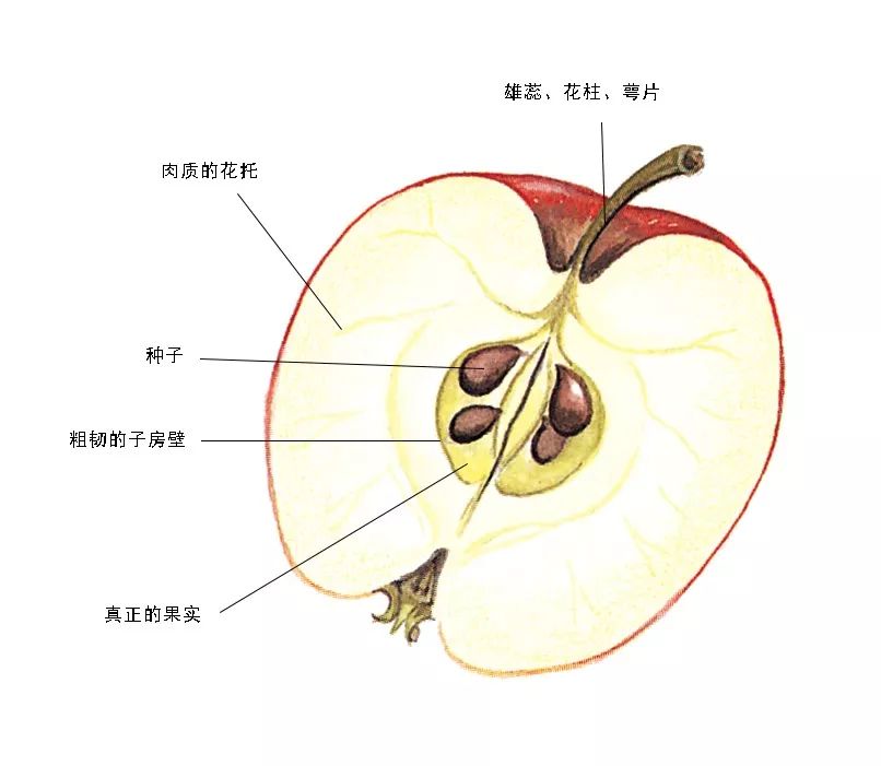 苹果的解剖图详细图片