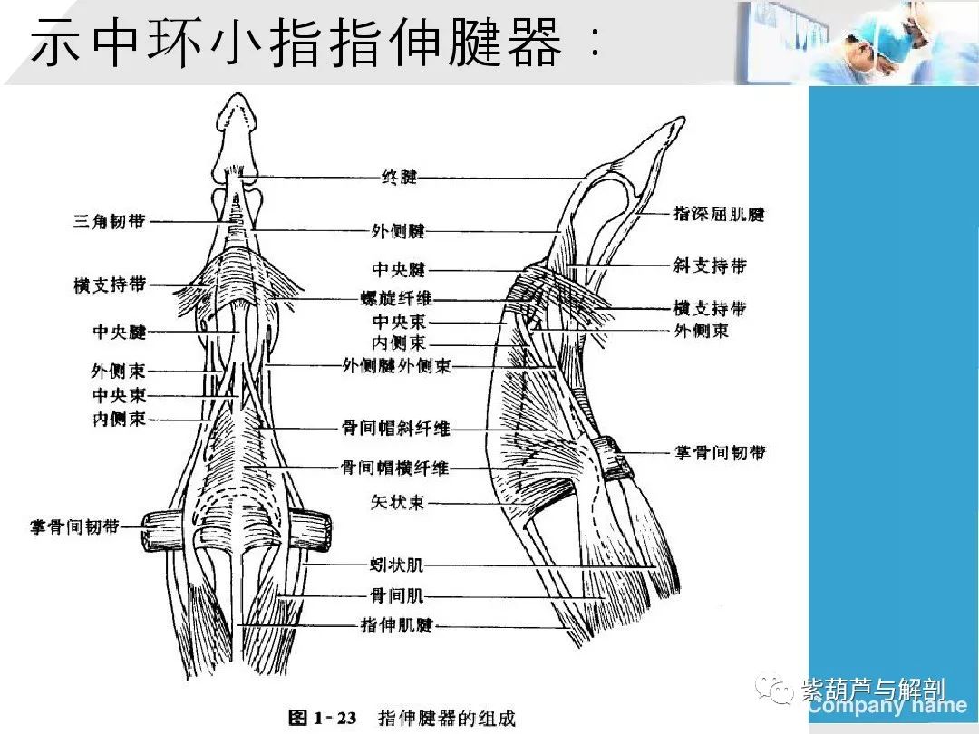 图7-29 手背侧的肌肉、腱鞘和血管-临床解剖学-医学