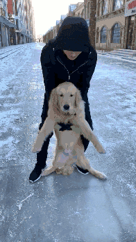 主人把金毛放在冰上,它双脚打滑怎么也站不起来!狗:我病了吗?