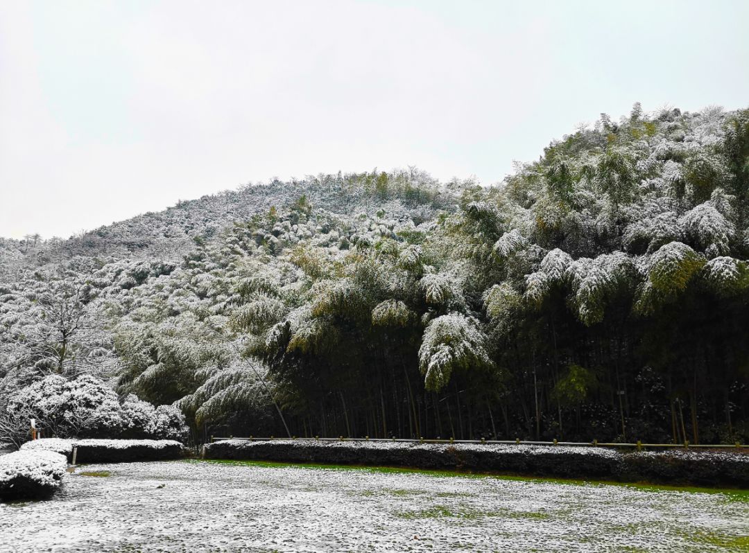 宜兴竹海雪景图片