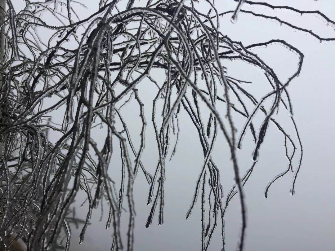 今天永嘉下雪了還有海量霧凇美景圖