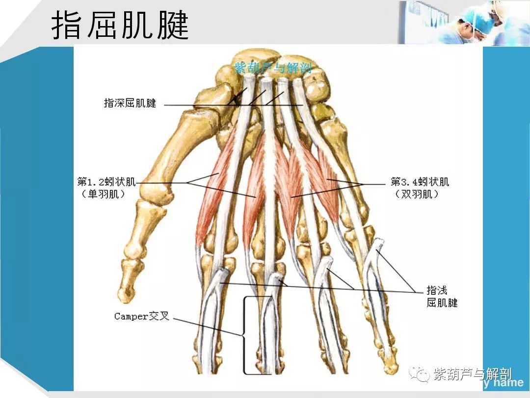 手部肌腱解剖及功能