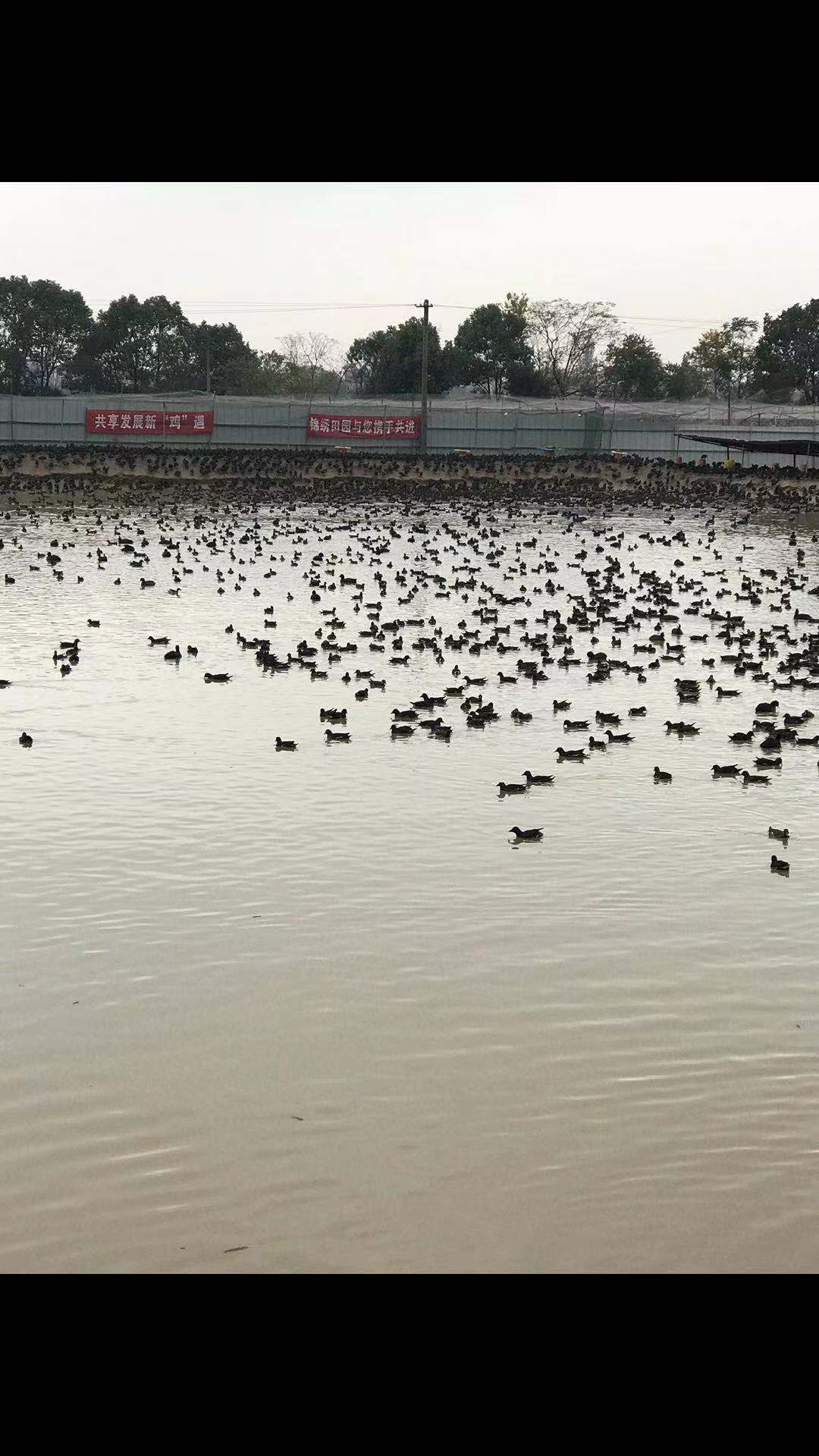 黑水鸡养殖基地图片