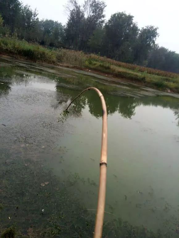 用竹子自制魚竿的方法步驟,適合每一個釣魚新手