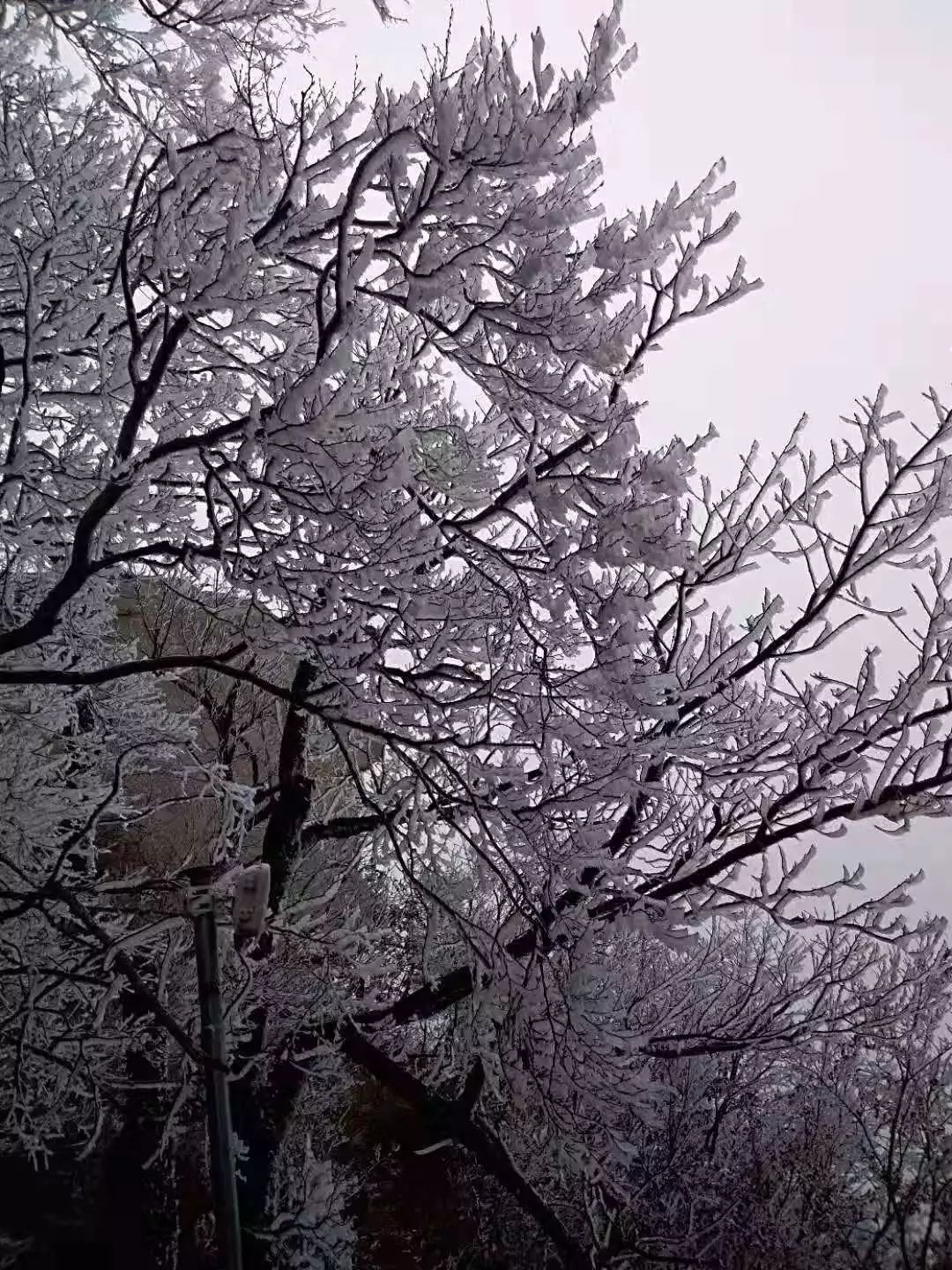 南阳下雪了!到底有多冷?最新消息来了!