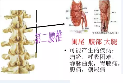 108種內臟病源於脊椎錯位對應圖解值得收藏