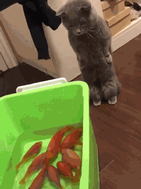 猫咪站着爪子叉腰,表情惹笑网友,喵:这么多鱼,是给我准备的?