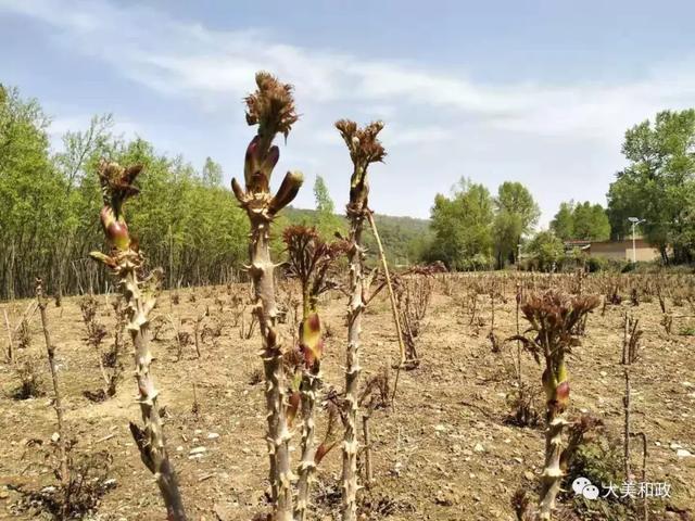 和政縣小灘村烏龍頭種植助農民增收致富