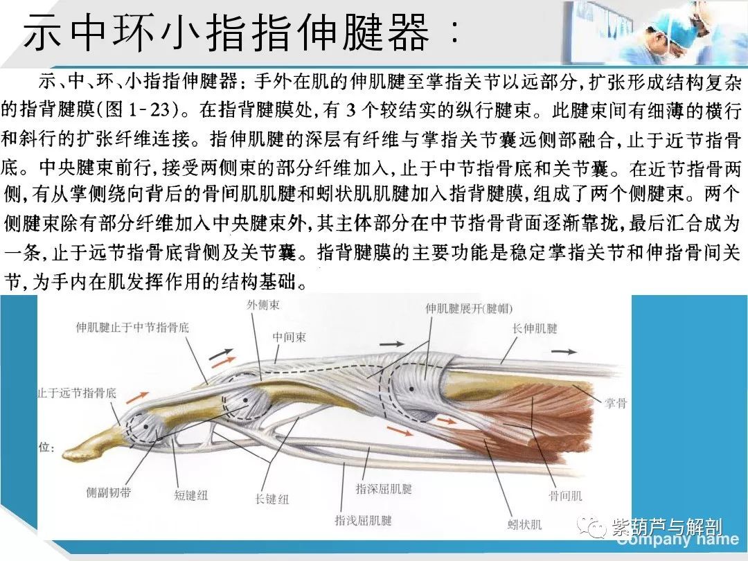 手部肌腱解剖及功能