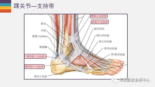 脚脖子结构图图片