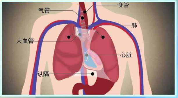 纵隔和横隔的图片图片