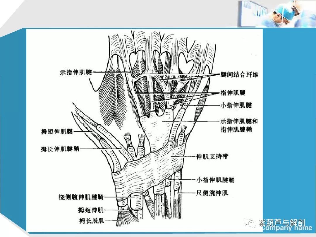 手背肌腱解剖图图片