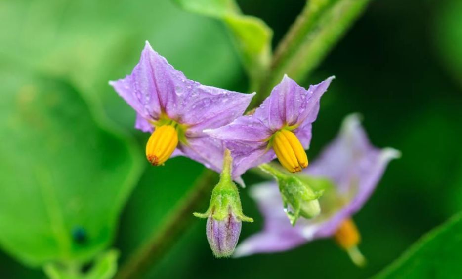 ▼開花結果,紫色東來20. 茄子花▼豌豆花,有粉有紅又有白19.