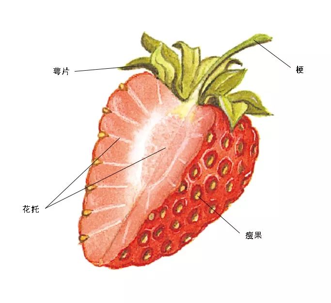 草莓果实结构解剖图图片