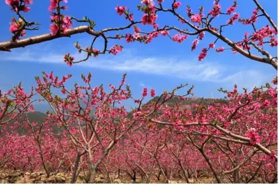 花海果鄉陽光漢源2018四川十大特色旅遊品牌出爐漢源榮獲兩項殊榮