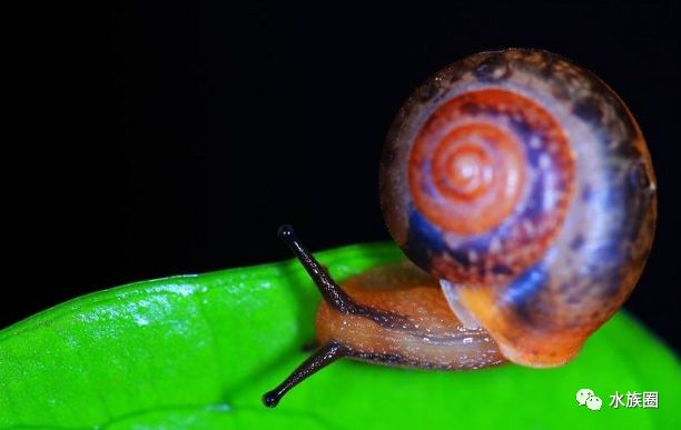 观赏蜗牛品种图片图片