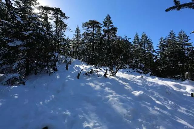 2018冬雪美圖下雪了真的下雪了各地的雪景美炸了看看吧