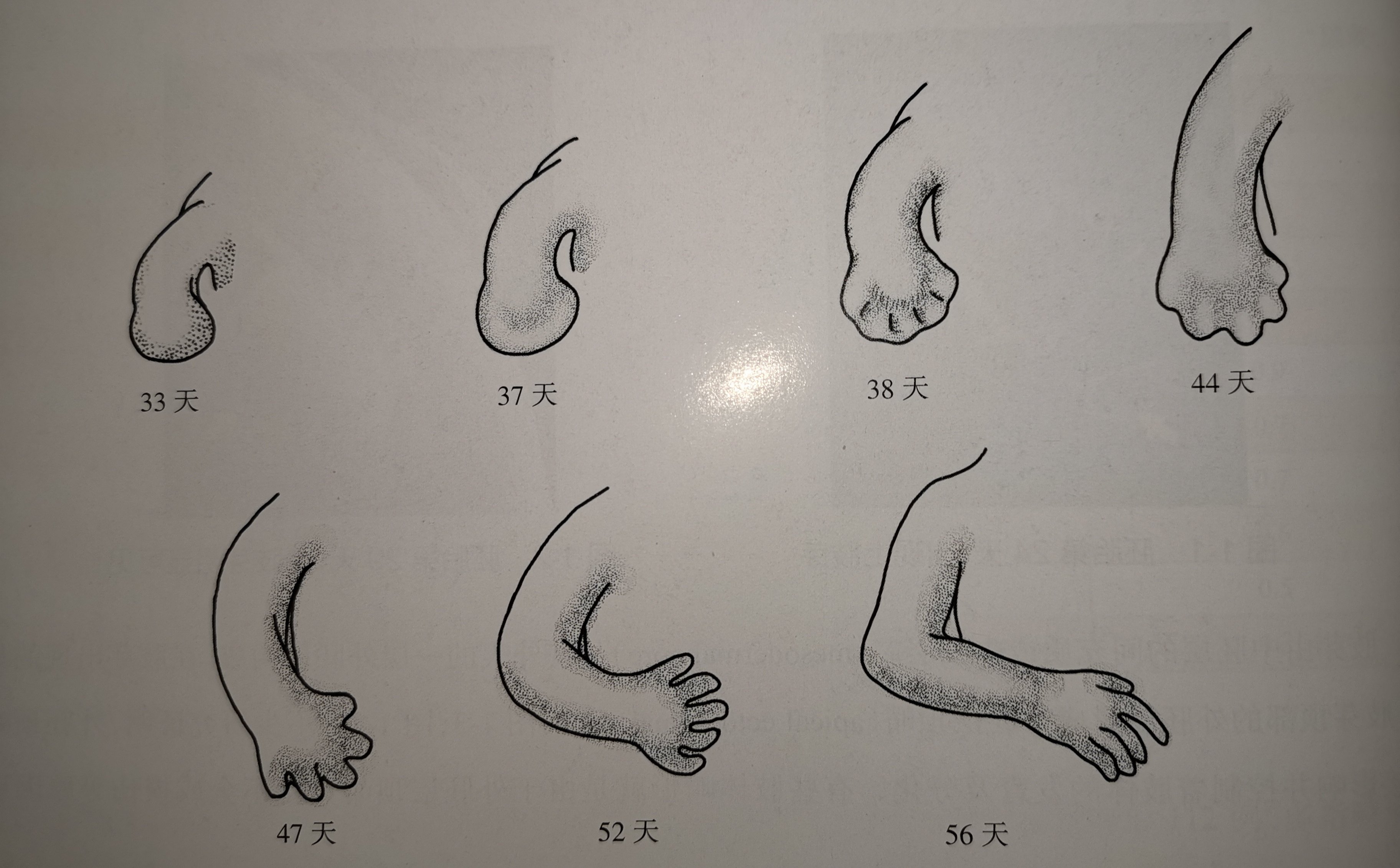 儿童手部发育过程图片