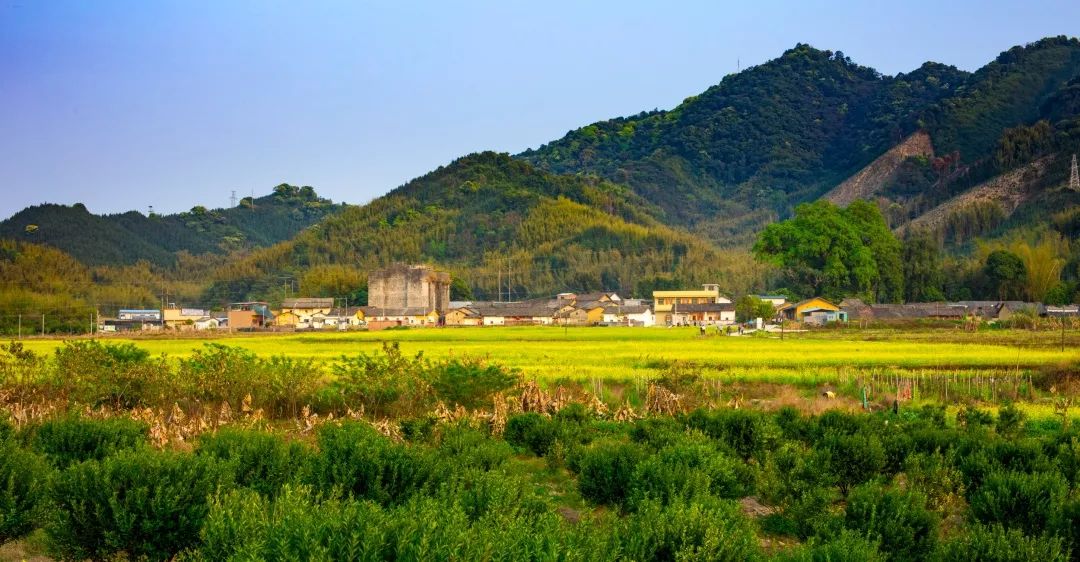 穿竹林,訪古村,探民宿……惠州美麗鄉村行_龍門