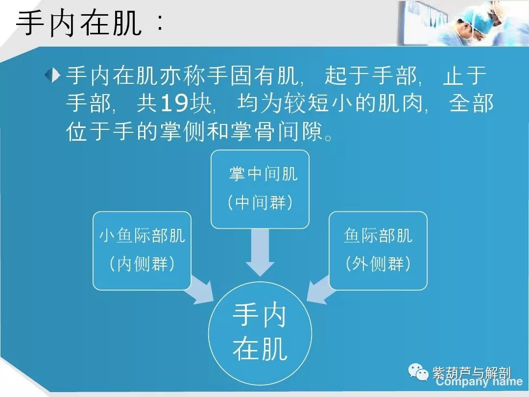 手部肌腱解剖及功能