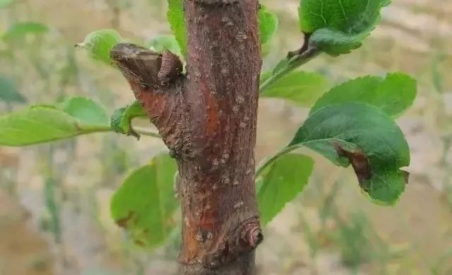 影響1感染病害(菌)1,對果樹的影響冬季是果樹修剪的黃金時期,90%以上