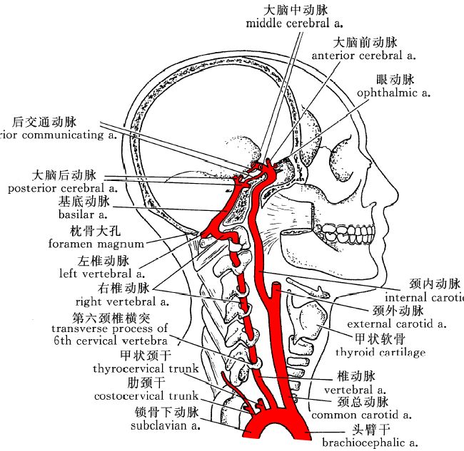 颅底动脉环解剖图图片