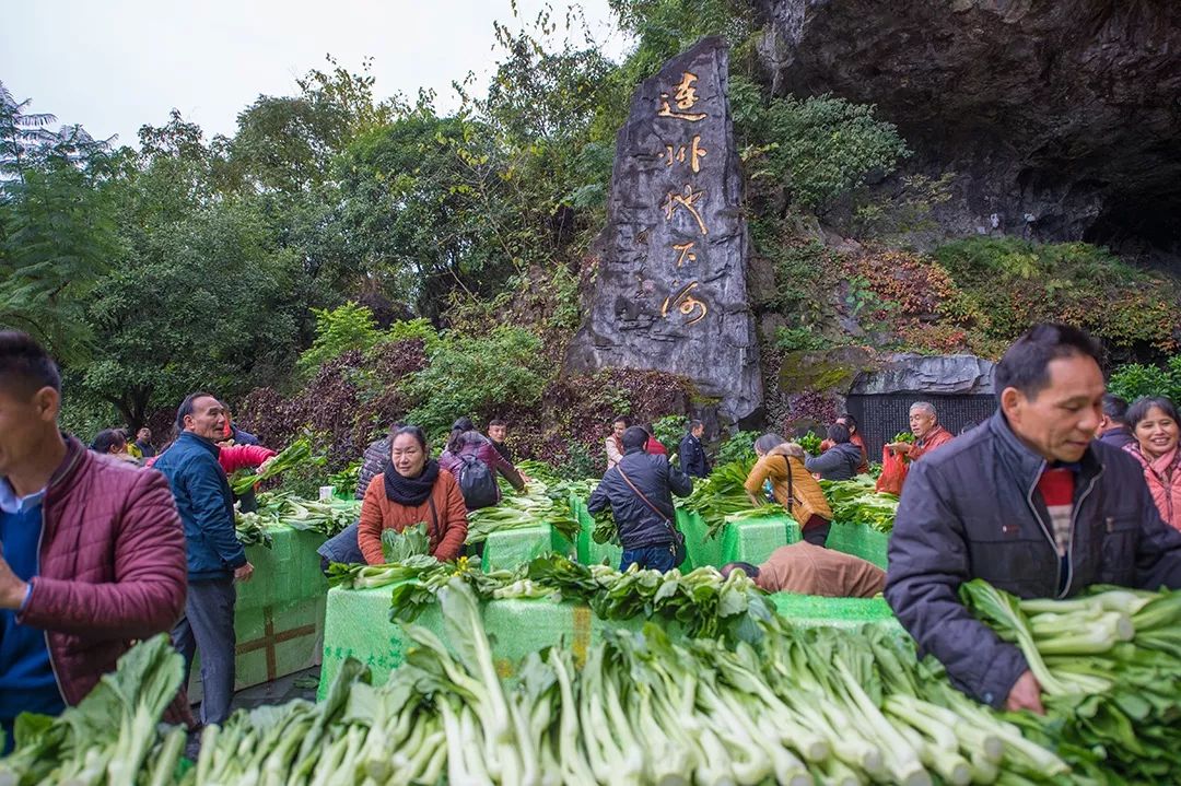 连州地下河菜心嘉年华,10万斤连州菜心被抢空!