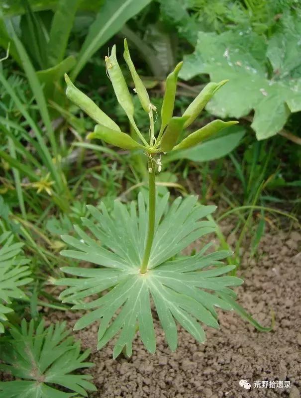 冬の花梗图片