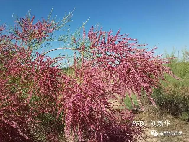 簡單的聊下新疆戈壁灘上的檉柳紅柳