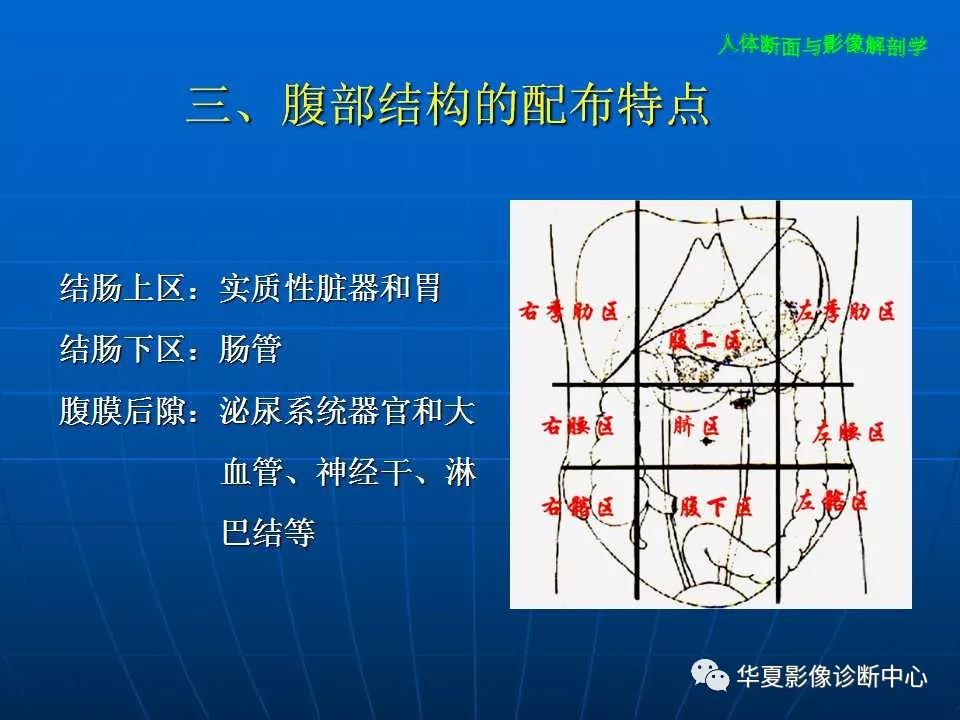 腹部斷層影像解剖