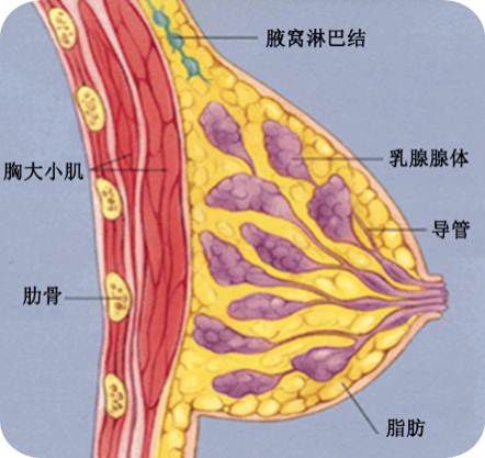 of mammary gland