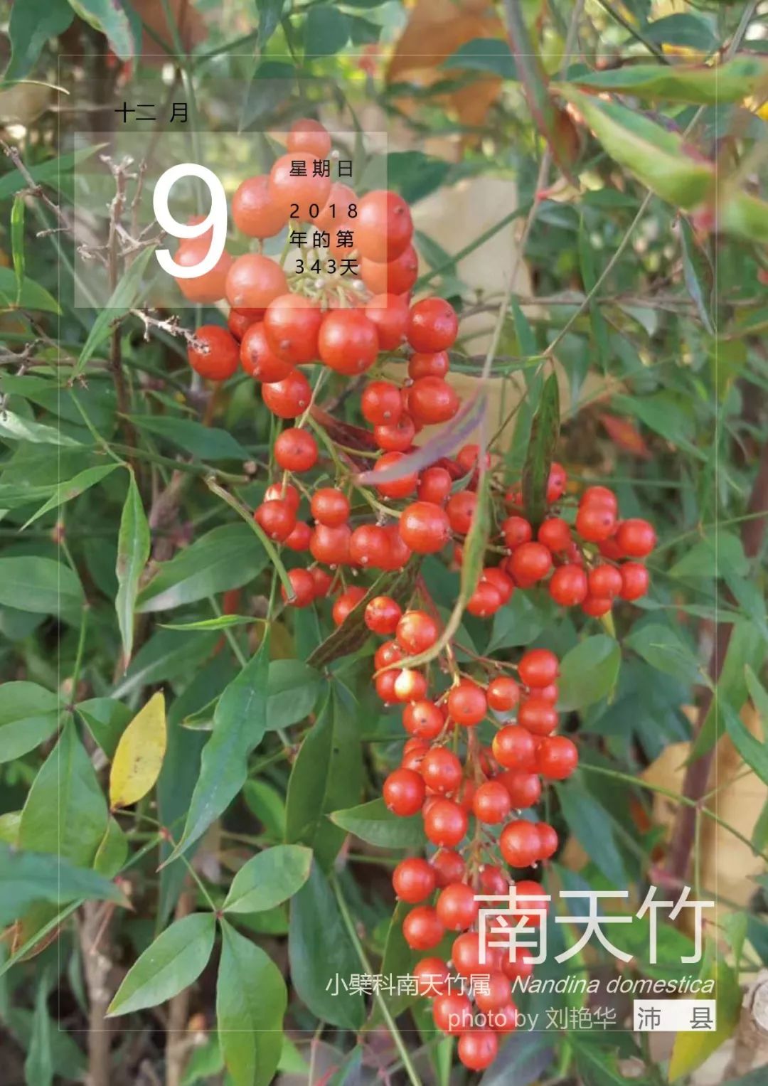 12月9,兩色金雞菊_葉有