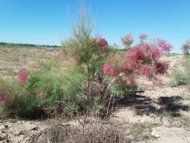 簡單的聊下新疆戈壁灘上的檉柳紅柳