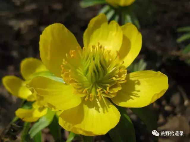 冬の花梗图片