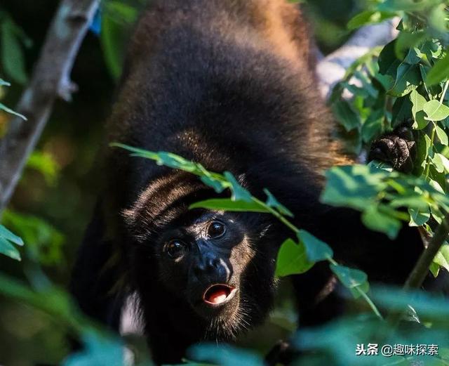 哥斯达黎加猴子突然长出黄毛,科学家称:可能跟人类活动有关_鬃毛