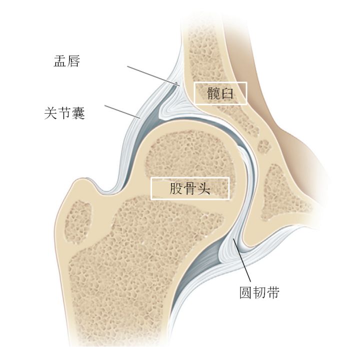 髋关节包括髋臼部分和股骨头构成的骨性构架,其内股骨头和髋臼之间有